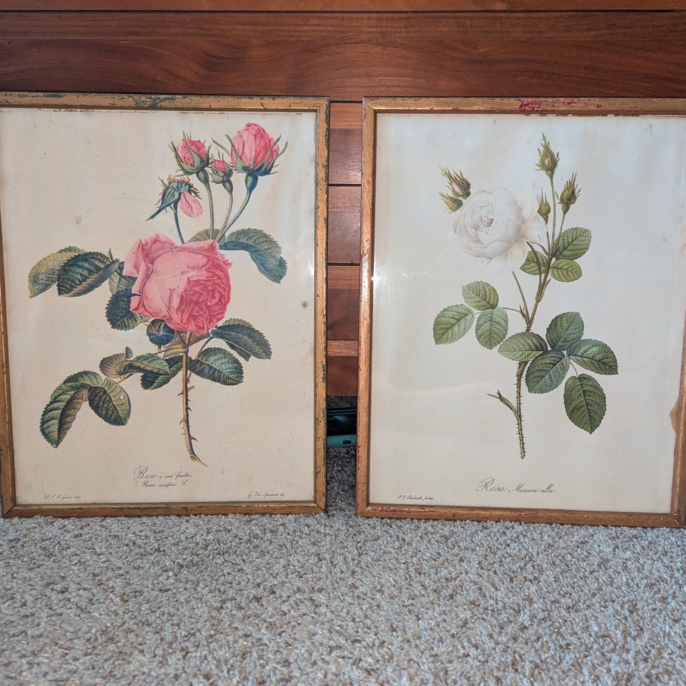 Vintage Botanical Rose Prints with Gold Frames
